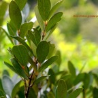 Pleurostylia pachyphloea Bois d'olive grosse peau Celastraceae Endémique La Réunion 840.jpeg
